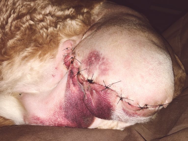 Sunny's Incision